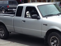 Cute dog protects truck in downtown Petaluma