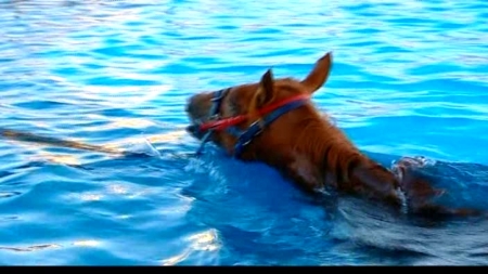Horse in training pool