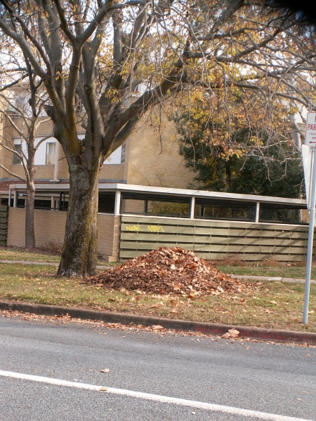 2006 Autumn Cleanup in Canberra: Neat piles of leaves