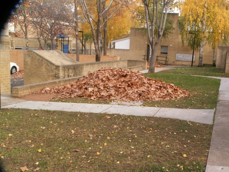 2006 Autumn Cleanup in Canberra: Great big pile of leaves