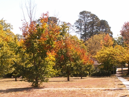 Canberra in Autumn #1