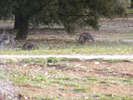 Kangaroos on Mount Ainslie in August 2006