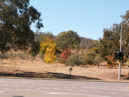 Canberra in Autumn #9