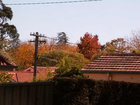 Canberra in Autumn #14