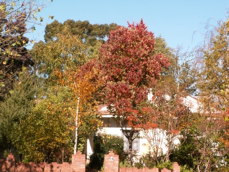 Canberra in Autumn #15