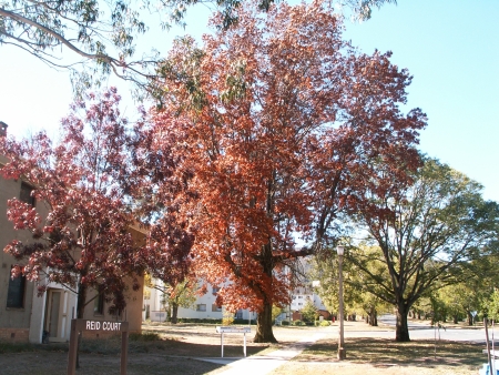 Canberra in Autumn #21