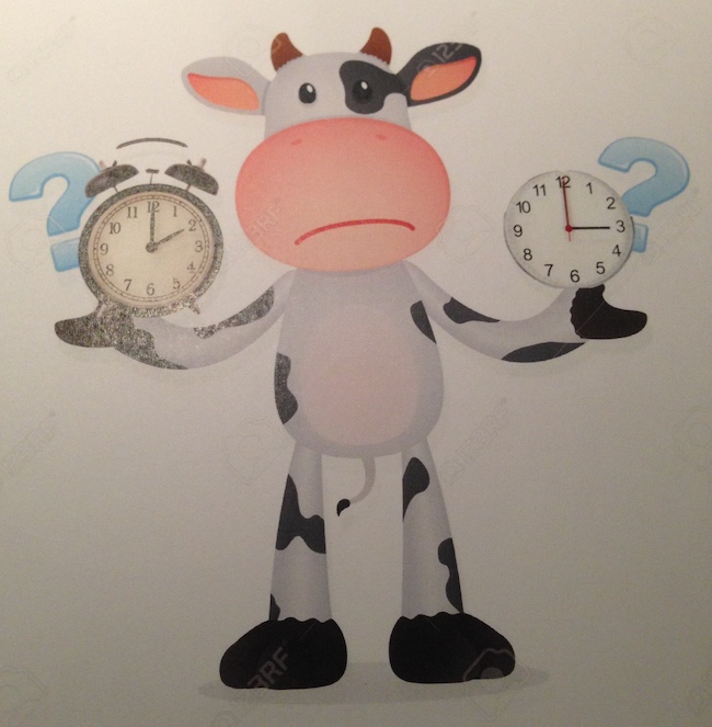 The Confused Cow of daylight saving