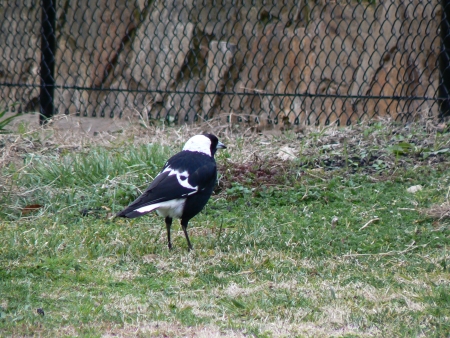 Magpie on Mount Ainslie in August 2006