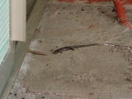Gecko Lizard in Samuel's backyard in Canberra