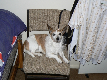 Nattie on a chair