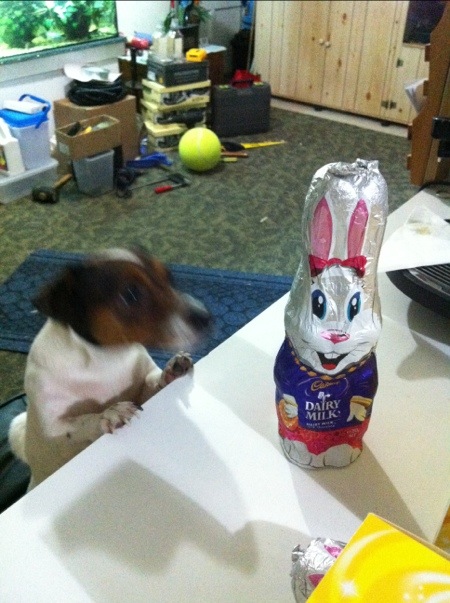 Pebbles investigating the Easter eggs